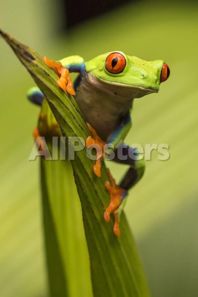 Costa Rica Red Eyed Tree Frog Close Up Photographic Print By
