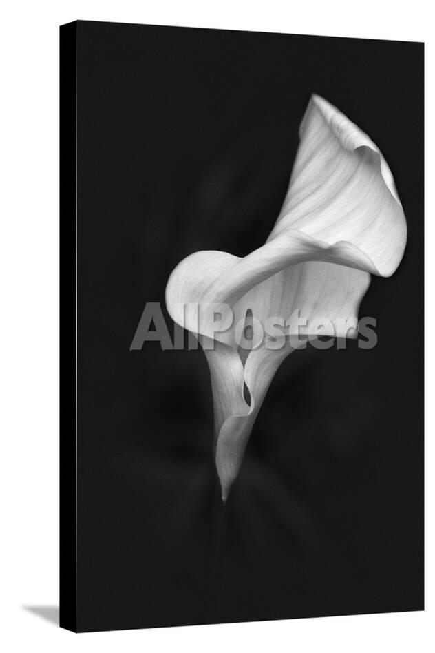 Europe Ireland Dublin Calla Lily Black And White Photographic Privacy Preference Centre