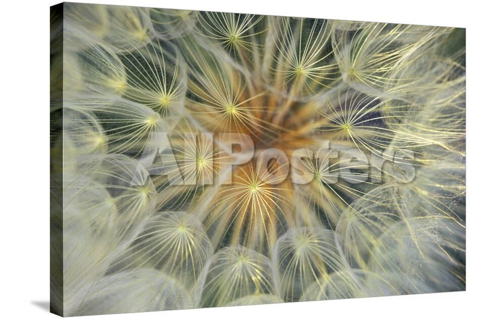 usa pennsylvania dandelion seedhead close up photographic print by