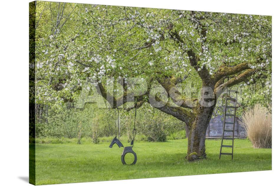 Usa Washington State Seabeck Apple Tree With Tire Swing And Ladder