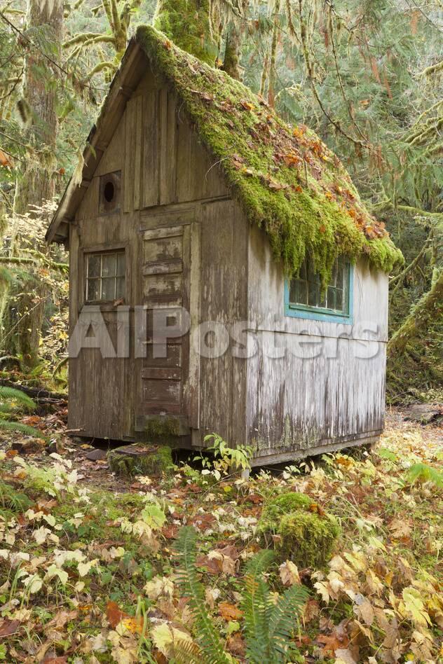 Weathered Old Cabin In Forest Olympic National Park Washington