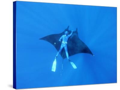 giant manta ray giant manta ray