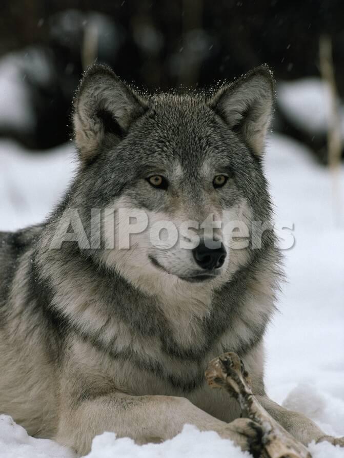 Featured image of post Alpha Male Anime Wolf He is continually vigilant not simply responding to obvious law in a wolf pack can certainly be tough but i never saw kamots behave with anything that resembled viciousness