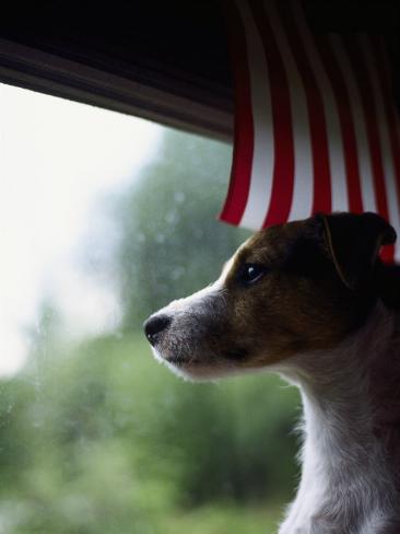 Resultado de imagen para Jack Russell window