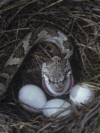 'Black Rat Snake Eating an Egg it Has Raided in a Bird Nest, Elaphe