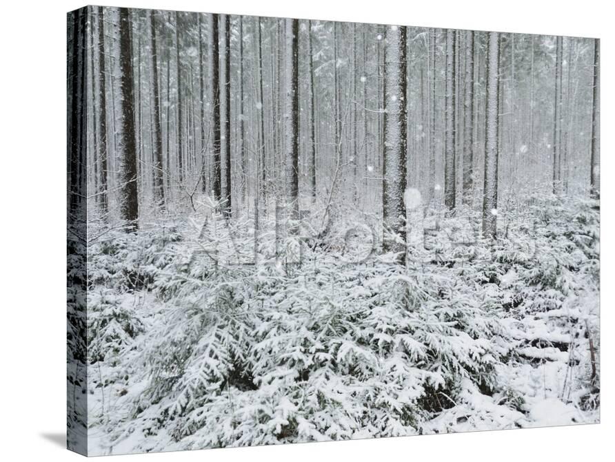 Winter Landscape Near Villingen Schwenningen Black Forest Baden Wurttemberg Germany Europe Photographic Print Jochen Schlenker Allposters Com