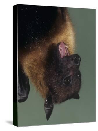 'Flying Fox or Fruit Bat Head Showing its Teeth in its Open Mouth