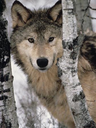 'Gray Wolf, Canis Lupus, Staring from Behind the Trees, North America