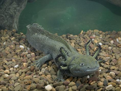 Mexican Axolotl, Ambystoma Mexicanum, a Neotenic Tiger Salamander