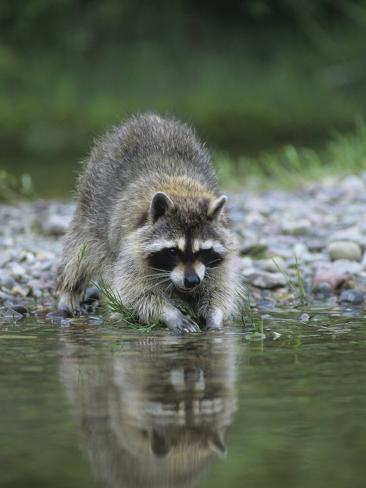 Raccoon Washing its Hands and Food, Procyon Lotor, North ...