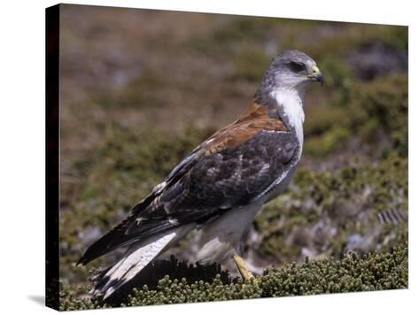 buteo polyosoma