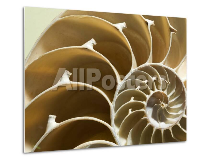 Cross Section Of A Chambered Nautilus Shell Nautilus Pompilius Photographic Print Joe Petersburger Allposters Com Cross Section Of A Chambered Nautilus Shell Nautilus Pompilius Photographic Print Joe Petersburger Allposters Com