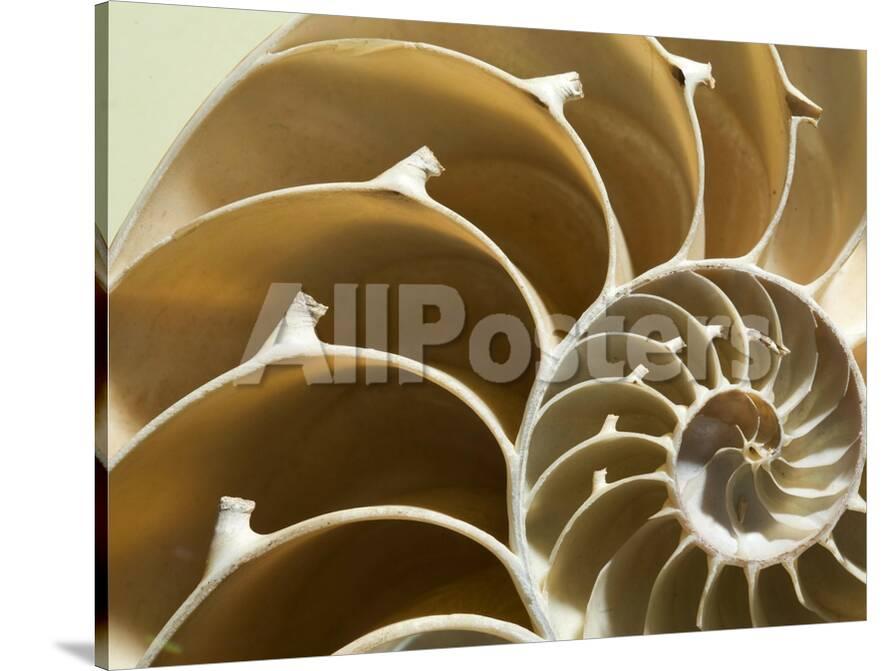 Cross Section Of A Chambered Nautilus Shell Nautilus Pompilius Photographic Print Joe Petersburger Allposters Com