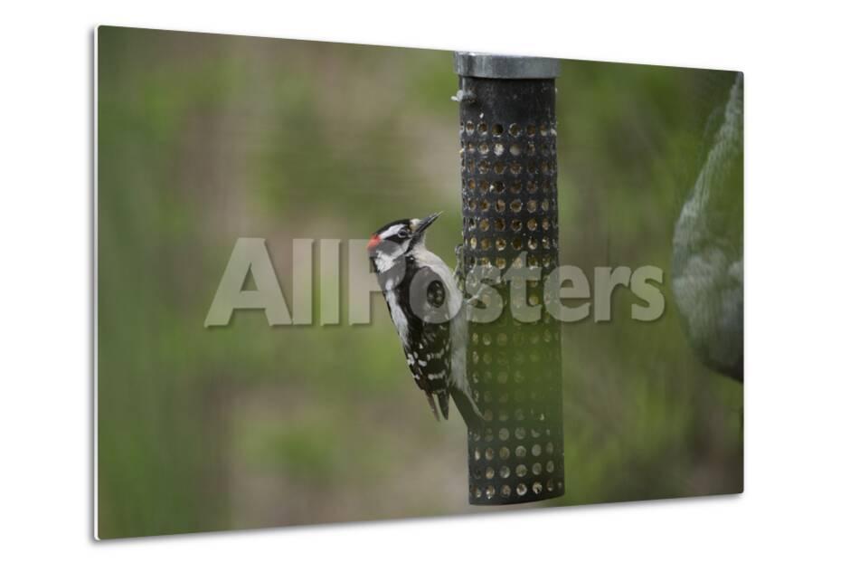 A Downy Woodpecker Picoides Pubescens Eats From A Bird Feeder In