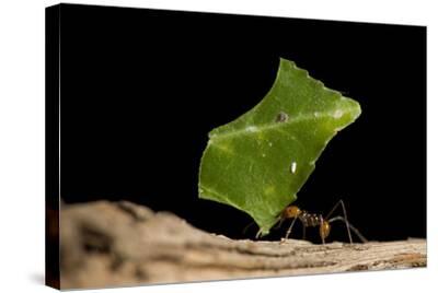 A Leafcutter Ant at the St. Louis Zoo. Photographic Print by Joel Sartore at www.waterandnature.org