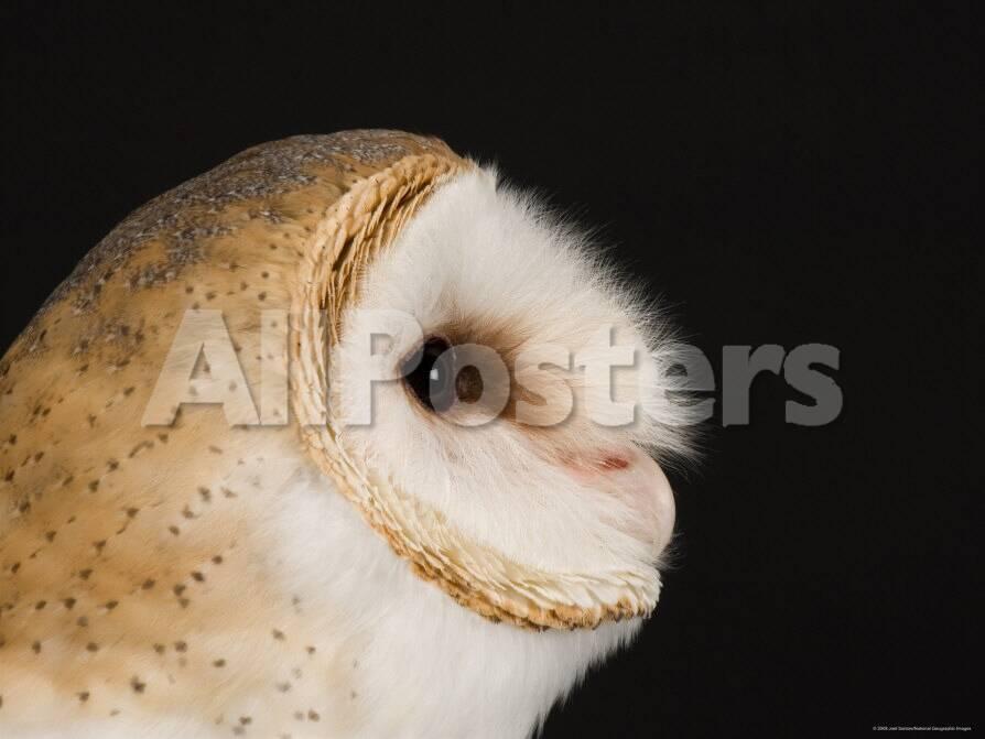 American Barn Owl Lincoln Nebraska Photographic Print By Joel