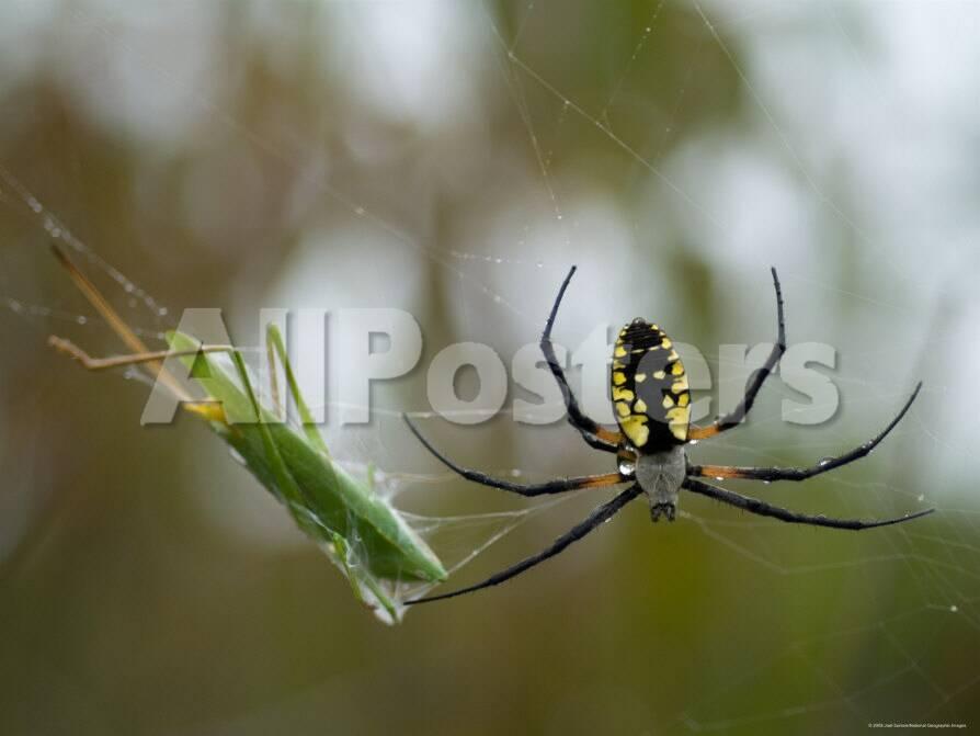 Black And Yellow Argiope At Spring Creek Prairie Captured A