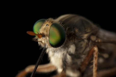 Delhi Sands Flower-Loving Fly, Rhaphiomidas Terminatus Abdominalis ...