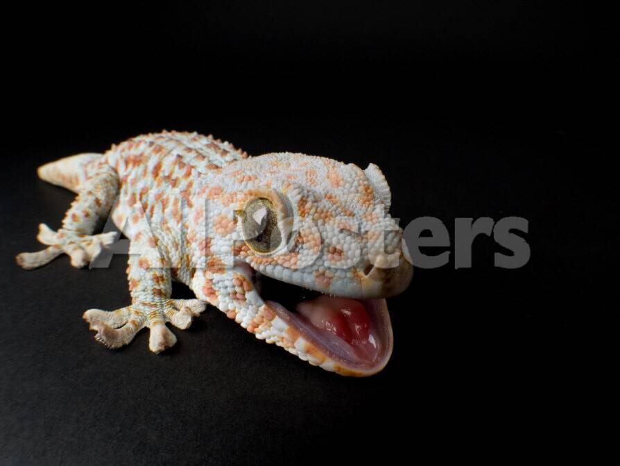 tokay gecko at the