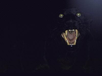'Dramatic of Black Panther, Camouflaged by Darkness, with Eyes and Open