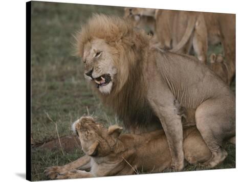 lioness mating