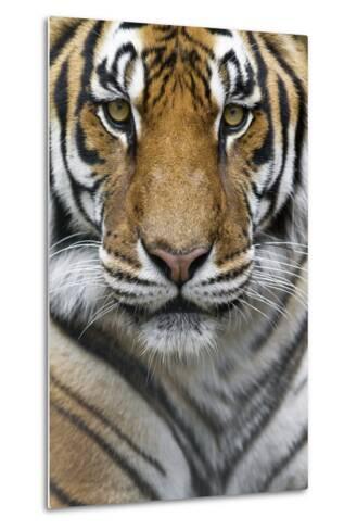 portrait of a male bengal tiger panthera tigris tigris