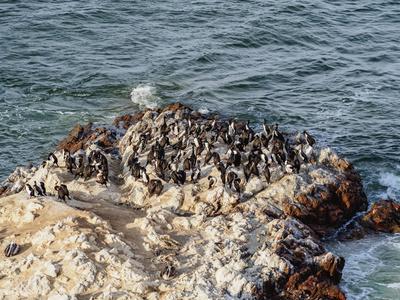 'Humboldt penguins (Spheniscus humboldt) on the rock in ...