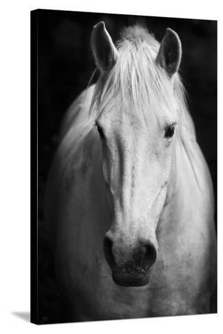 White horses black and white art portrait White horses black and white art portrait