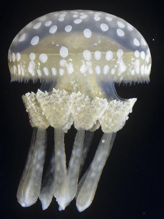 'Spotted Jelly (Mastigias Papua), Hawaii and the South Pacific
