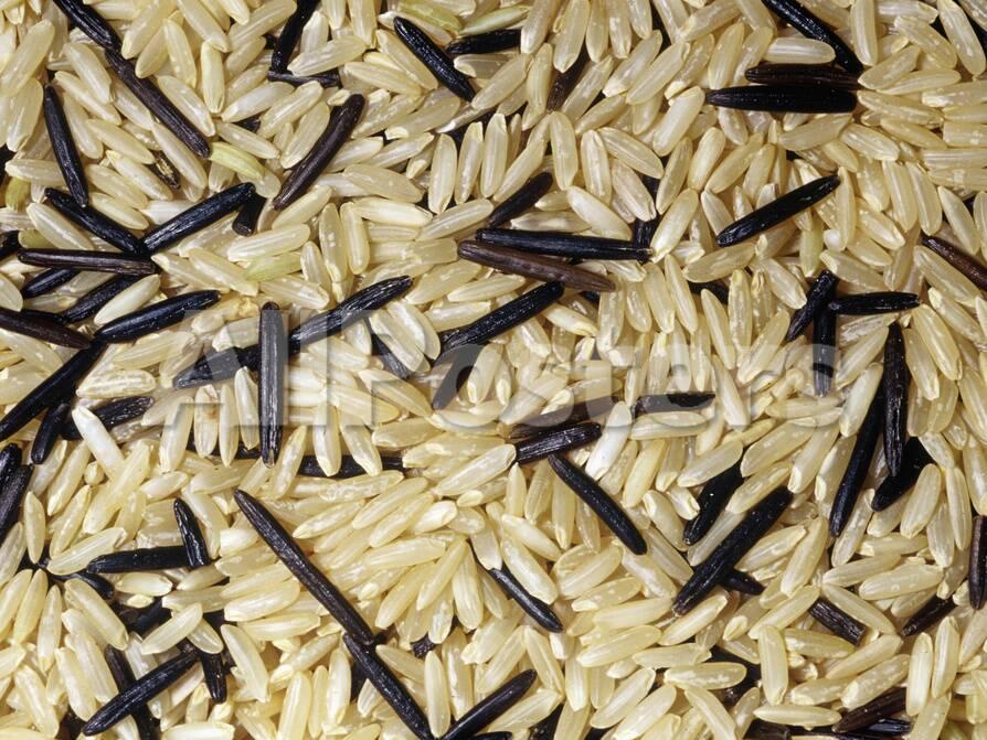 オールポスターズの ケン ルーカス wild rice zizania is not a true