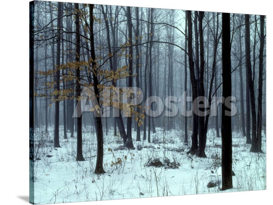An Early Winter Forest Scene In Eastern Ontario Photographic Print Kenneth Ginn Allposters Com