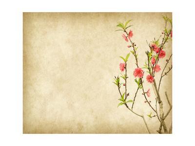 'Spring Peach Blossom on Old Antique Vintage Paper Background' Prints