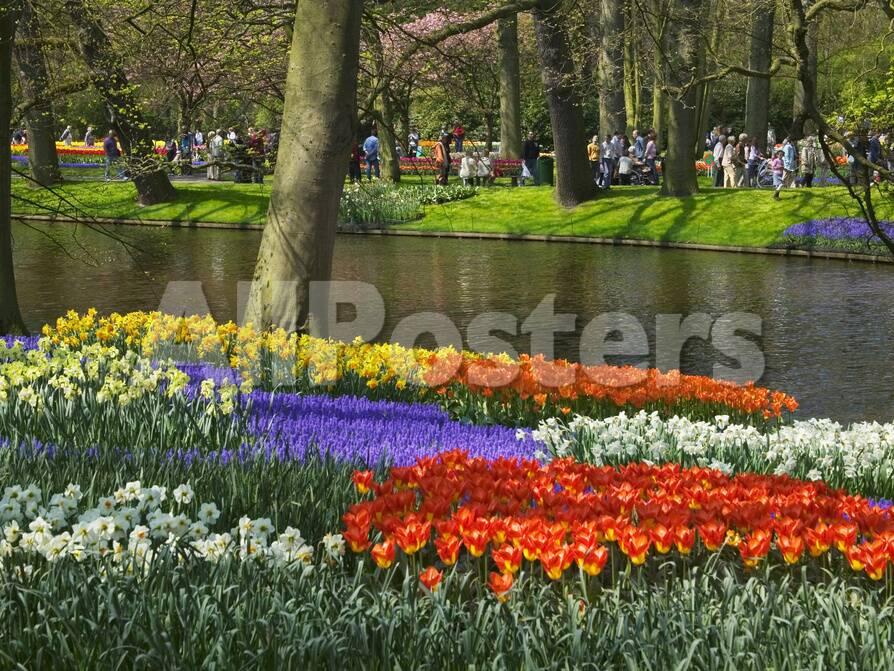 tulips and daffodils in