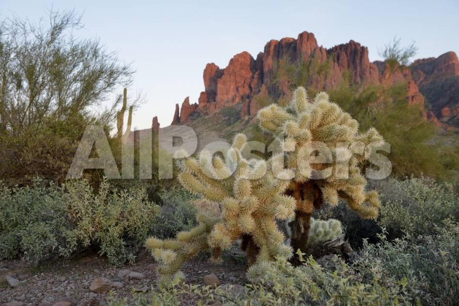 Usa Arizona Lost Dutchman State Park Cholla Cactus And Lost Dutchman State Park Cholla Cactus And Superstition Mountains Photographic Print By Kevin Oke At Allposters Com