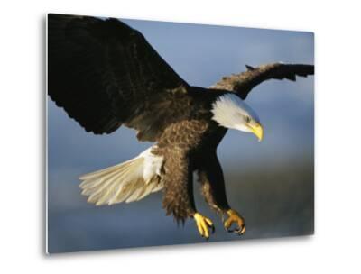 'An American Bald Eagle Lunges Toward its Prey Below the Water