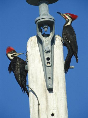 Pair Of Pileated Woodpeckers On Floridas Gulf Coast Photographic