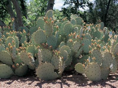 Cactus Plants in a Field, Saguaro Cactus, Sonoran Desert ...