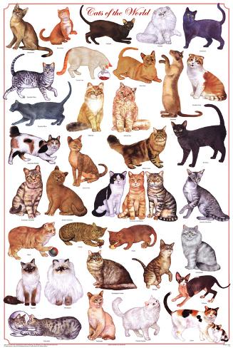 Cat Chart