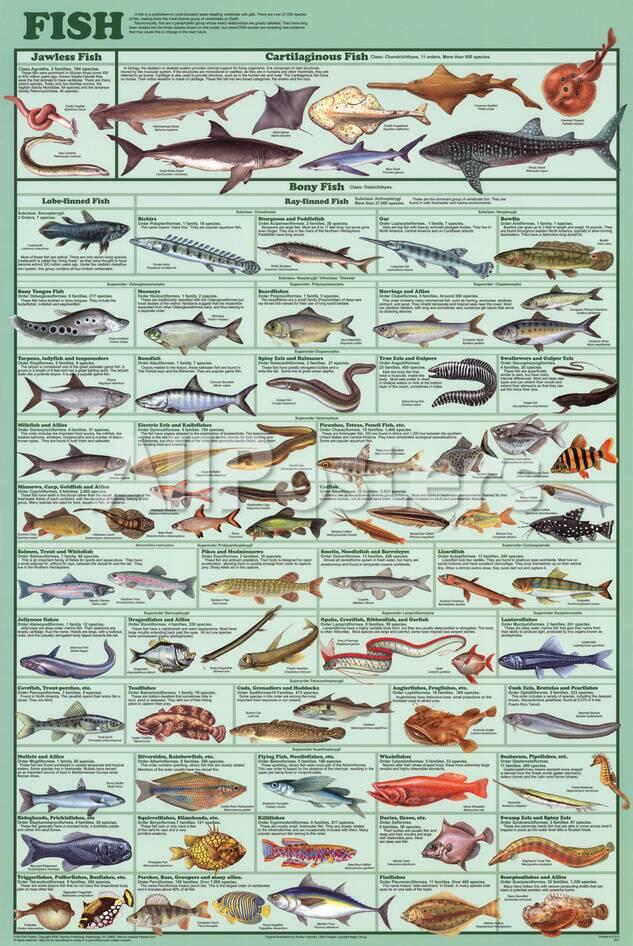 Laminated Educational Fish Chart Poster Print At Allposters