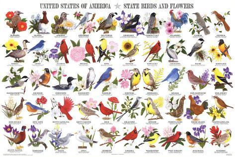 North Carolina Bird Chart