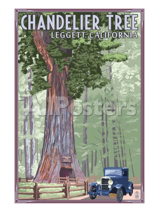 Chandelier Tree Drive Thru Park Leggett Ca Prints By Privacy Preference Centre