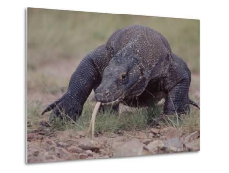 larry-burrows-monitor-lizard-called-the-komodo-dragon-on-the-island-of-flores_a-G-4327935-4990704.jpg