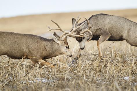 Bucks Fighting - Mule deer bucks fighting for dominance on a snowy day