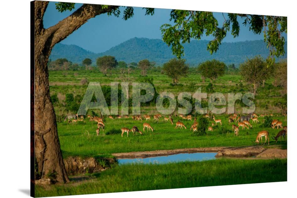Impala At A Watering Hole Mizumi Safari Park Tanzania East Africa Africa Photographic Print Laura Grier Allposters Com