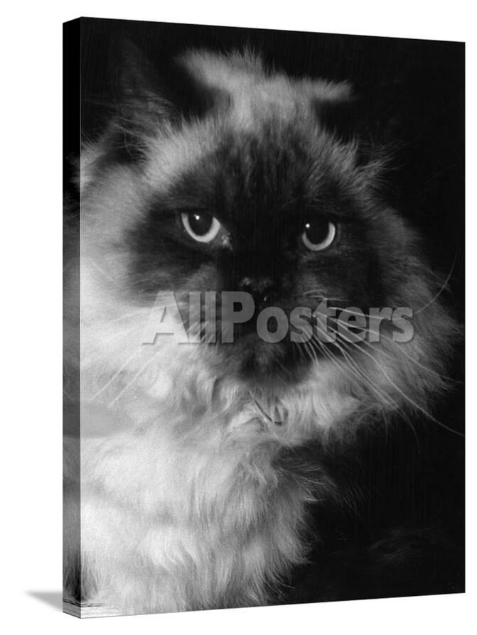 Long Haired Siamese Cat Photographic Print At Allposters Com