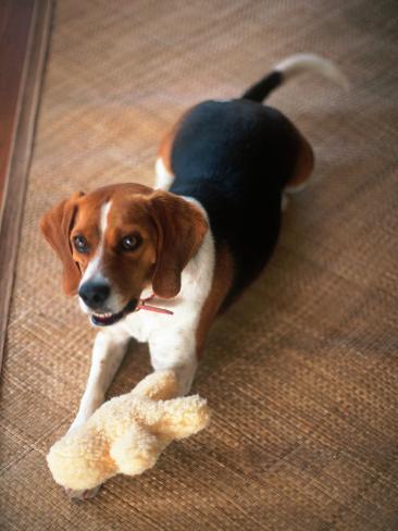 coonhound stuffed animal