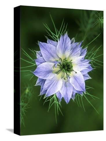 Nigella Love In The Mist Close Up Of Blue Flower Head Nigella Love In The Mist Close Up Of Blue Flower Head
