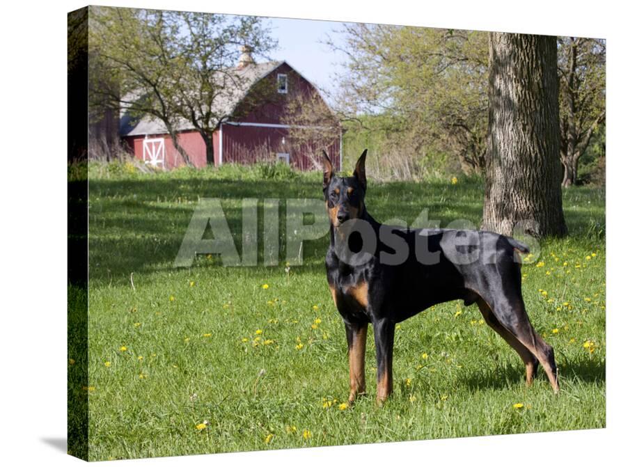 black doberman in spring