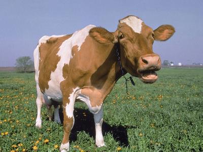 'Close-up of Cow Mooing in a Field' Photographic Print - Lynn M. Stone