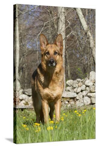 german shepherd fence